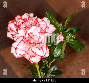 Spectaculaires fleurs striées roses et blanches et feuillage vert foncé d'Azalea indica 'Nice surprise' sur fond brun - en Australie Banque D'Images