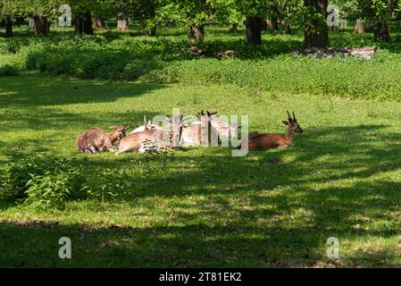 Troupeau de cerfs reposant sur l'herbe o une journée ensoleillée Banque D'Images