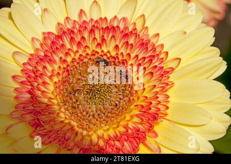 Gros plan du centre de la double fleur de gerbera jaune et orange avec des abeilles indigènes collectant du pollen, en Australie Banque D'Images