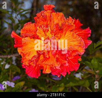 Grande et spectaculaire fleur double rouge / orange de flamme vive avec des pétales volants de fond sombre d'hibiscus ion, dans un jardin australien Banque D'Images