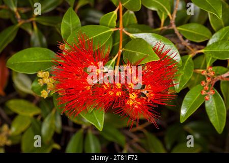 Grappe de fleurs moelleuses rouge vif d'arbuste, Metrosideros excelsa, arbre de Noël néo-zélandais, sur fond de feuilles vert brillant, en Australie Banque D'Images