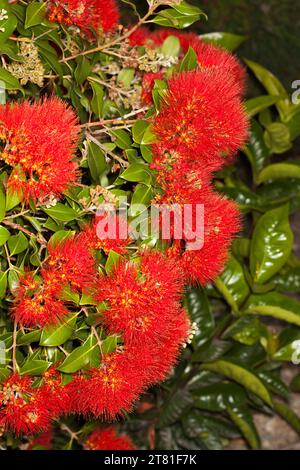 Grappe de fleurs moelleuses rouge vif d'arbuste, Metrosideros excelsa, arbre de Noël néo-zélandais, sur fond de feuilles vert brillant, en Australie Banque D'Images