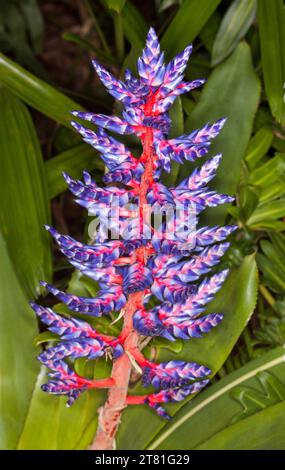 Grande pointe de fleurs bleu vif et tiges rouges de Bromeliad Vriesea 'Peacock Blue' sur fond de feuilles vert vif Banque D'Images