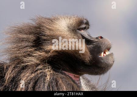 Gros plan d'un singe Gelada mâle (Theropithecus gelada) dans les montagnes du Simien, Ethiopie Banque D'Images