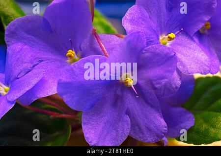 Gros plan empilé de fleurs de Violet Africain bleu profond montrant des détails d'anthères et de stigmate -07 Banque D'Images