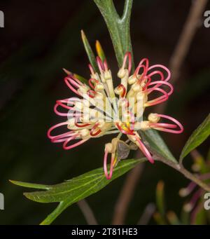 Fleur rouge et crème et feuilles vertes de Grevillea olivacea 'Two Tone', un arbuste indigène australien, sur fond sombre Banque D'Images