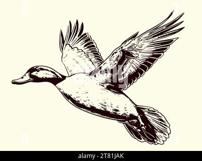 Dessin de canard volant illustration vectorielle peinte chasse aux oiseaux Illustration de Vecteur