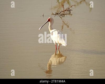 Spatule africaine (Platalea alba) échassier blanc à longues pattes avec le visage et les pattes rouges réfléchis dans la surface du trou d'eau Galana, Kenya, Afrique Banque D'Images