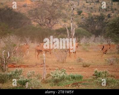 Troupeau d'Oryx aux oreilles frangées (Oryx beisa callotis) une grande antilope de campagne sèche qui fait pousser de la poussière dans le garrot Galana Conservancy, Kenya, Afrique Banque D'Images