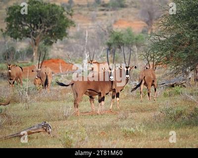 Troupeau d'Oryx aux oreilles frangées (Oryx beisa callotis) une grande antilope de campagne sèche regardant la caméra dans le Scrubland Galana Conservancy, Kenya, Afrique Banque D'Images