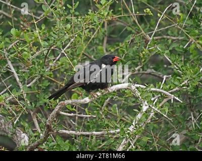 Torchon de Buffalo mâle à bec rouge (Bubalornis niger) perché dans un bosquet dense d'arbres Galana, Kenya, Afrique Banque D'Images