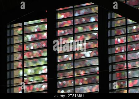 Gros plan de couleur foncée, fermé avec volets ouverts volets intérieurs sur la fenêtre avec buissons rouges et verts à l'extérieur Banque D'Images