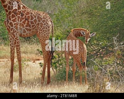 Bébé se tirant vers l'arrière pour grignoter la queue derrière la mère girafe réticulée (Giraffa reticulata/ Giraffa camelopardalis reticulata) Galana, Kenya, Afrique Banque D'Images
