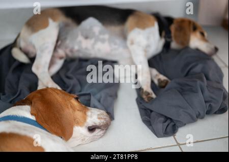 Deux chiens beagle endormis fatigués après avoir joué Banque D'Images