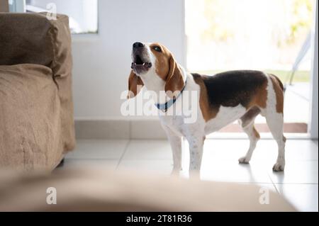 Chien beagle aboyant dans l'environnement de la maison vue rapprochée Banque D'Images