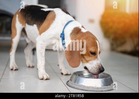 Mignon chien beagle buvant de l'eau de bol en métal vue rapprochée Banque D'Images