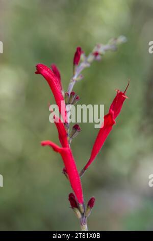 Différents types de fleurs capturer en images, pour voir leur beauté et leurs détails. Banque D'Images