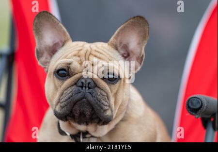 Tan French Bulldog de près dans un portrait de tête Banque D'Images