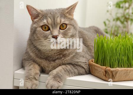 Chat mignon près de l'herbe verte fraîche sur la table blanche à l'intérieur Banque D'Images