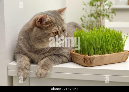 Chat mignon près de l'herbe verte fraîche sur la table blanche à l'intérieur Banque D'Images