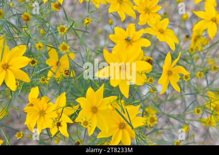 Coreopsis est un genre de plantes à fleurs de la famille des Asteraceae. Les noms communs incluent calliopsis et tickseed. Banque D'Images