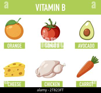 Apprenez-en plus sur les aliments riches en vitamine B dans cette affiche éducative Illustration de Vecteur