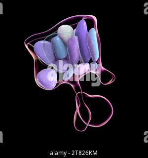 Noyaux hypothalamiques, illustration Banque D'Images