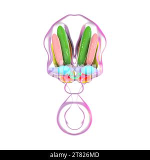 Noyaux hypothalamiques, illustration Banque D'Images