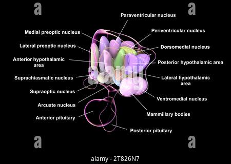 Noyaux hypothalamiques, illustration Banque D'Images