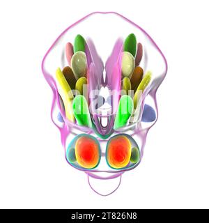 Noyaux hypothalamiques, illustration Banque D'Images