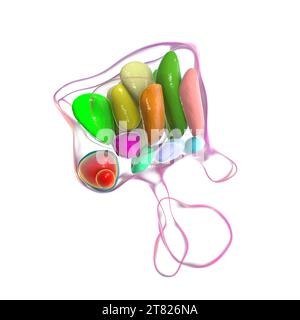 Noyaux hypothalamiques, illustration Banque D'Images