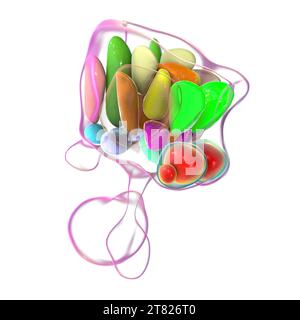 Noyaux hypothalamiques, illustration Banque D'Images