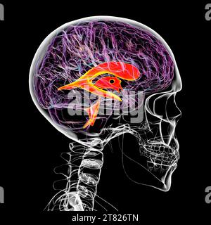 Système ventriculaire du cerveau, illustration Banque D'Images