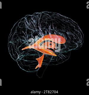 Système ventriculaire du cerveau, illustration Banque D'Images