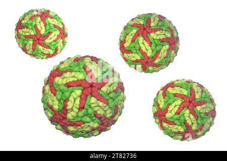 Illustration informatique des virus de la dengue, groupe de virus à ARN (acide ribonucléique) transmis par les moustiques et responsables de la fièvre dengue. Banque D'Images