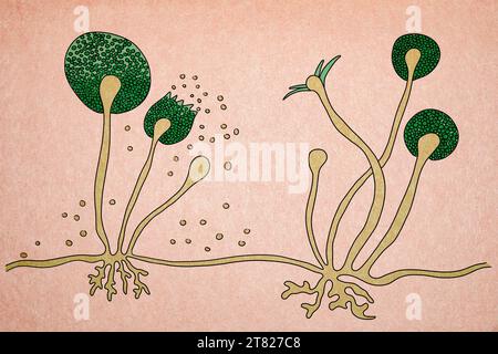 Illustration de la structure de la moisissure de Rhizopus, également connue sous le nom de moisissure du pain et champignon noir. C'est un champignon opportuniste qui provoque la mucormycose Banque D'Images