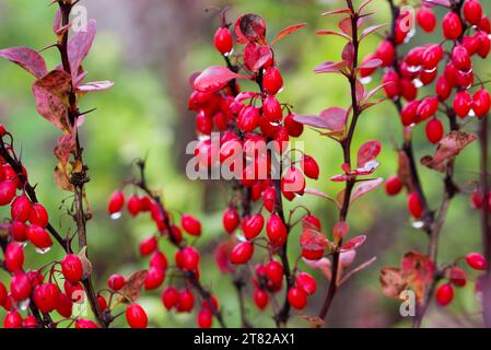 Berberys Thunberga Berberis thunbergii baies rouges sur brindille gros plan sélectif Banque D'Images