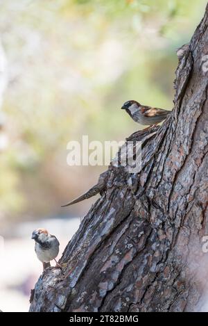 Deux moineaux domestiques (passer domesticus) ou moineaux domestiques, 2 mâles, assis sur le tronc d'un pin (Pinus), journée ensoleillée, baie de Cala Portals Banque D'Images