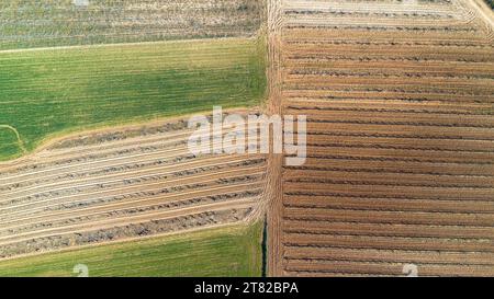 Vue aérienne d'un arbre solitaire dans un vignoble au printemps dans la région d'origine Ribera del Duero dans la province de Valladolid en Espagne Banque D'Images