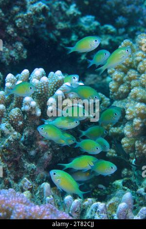 Swarm, groupe de Green Swallowtail (Chromis viridis), site de plongée House Reef, mangrove Bay, El Quesir, Mer Rouge, Egypte Banque D'Images