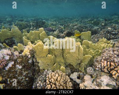 Blade firel Coral (Millepora platyphylla), site de plongée House Reef, mangrove Bay, El Quesir, Mer Rouge, Egypte Banque D'Images