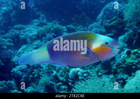 Parrotfish à tête plate (Chlorurus sordidus), site de plongée du récif Marsa Shona, Égypte, Mer Rouge Banque D'Images