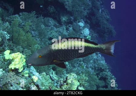 Parrotfish bicolore (Cetoscarus bicolor), site de plongée de Daedalus Reef, Égypte, Mer Rouge Banque D'Images