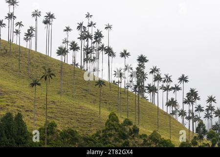 Groupe de palmiers à cire (Ceroxylon quindiuense), Valle de Cocora, Colombie Banque D'Images