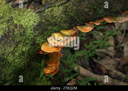 Belle vue de papier peint d'un groupe de champignons de queue de dinde (Trametes Versicolor) poussant sur une souche de caoutchouc tombé avec la mousse verte sur le surf des arbres Banque D'Images