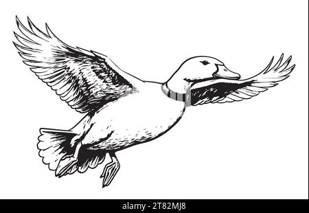 Croquis volant de canard peint illustration vectorielle Bird Farm Illustration de Vecteur