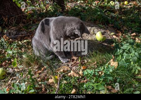 Mignon chat birman américain bleu joue avec une feuille sèche sur une brindille dans le jardin Banque D'Images