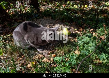 Mignon chat birman américain bleu joue avec une feuille sèche sur une brindille dans le jardin Banque D'Images