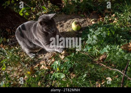 Mignon chat birman américain bleu joue avec une feuille sèche sur une brindille dans le jardin Banque D'Images