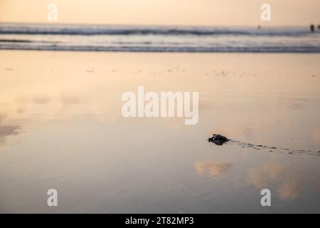 Coucher de soleil sur la plage de rêve de Kuta, le reflet du ciel dans les eaux peu profondes. Les petites tortues découvrent ​ ​ actualité de la mer de Bali en Indonésie Banque D'Images